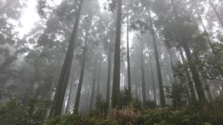 美しい森を作る人達「うすき林業」へ。キャンピングカーで森の旅308日目。