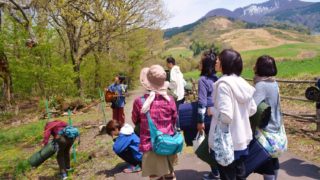 六呂師高原、標高約500ｍの森の姿。レポート森の歌会ハックルベリーの森。