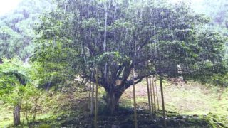 千年つばき公園「体験ごろんコンサート」＠京都府与謝郡