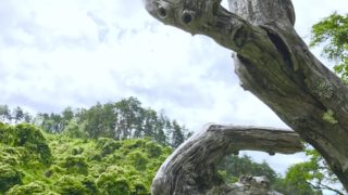 しだれ栗森林公園～こめはなや。森の旅397日目、長野県上伊那郡。