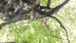 【長野】9/30（土）～10/1（日）標高1000ｍのエコビレッジ～瞑想と歌のキャンプ＠今心imacoco