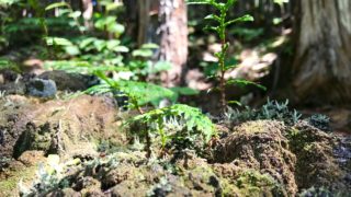 日本三大美林の一つ、天然木曽ヒノキの森へ＠赤沢自然休養林