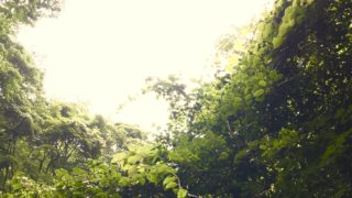 7/21（土）多摩川の源流で、あなただけのプレゼントソングを作る、癒しの歌トレッキング＠水干