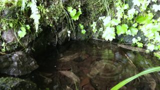 「水干」たくさんの生き物に助けられて出来る＠多摩川源流レポ後編。
