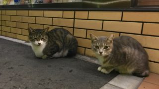 歓迎されるか怒られるかどちらか。キャンピングカーで森の旅465日目。青梅～東久留米へ。