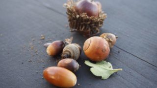 【栃木】11/11（土）太陽の光とドングリの森へ！寝転んで癒されるコンサート&ランチ交流会＠ＮＰＯ自然と人間の森おおひら