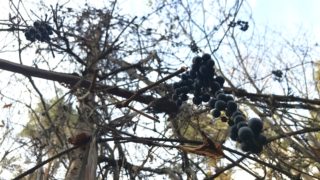 森と山ぶどうワイン！安孫自然塾～岩手くずまきワインへ。キャンピングカーで森の旅499日目。