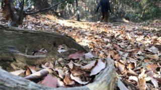 【演奏動画あり】名栗げんきプラザへ。冬の森の美しさ！キャンピングカーで森の旅513日目、埼玉県飯能市。