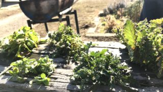 新年から美味しい野草、ご紹介します。キャンピングカーで森の旅562日目。