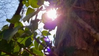 寝転ぶ×音楽の森林解説！レポート「ごろんコンサートピクニック！＠築上町メタセの杜」