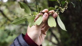 水の神様に会いに行く、雨を感じるコンサート。レポ「忘れられた御神木と歌を聴く＠中津市山国」