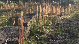 大刀洗の子ども達～糸島市の留学生達へ。キャンピングカーで森の旅631日目。