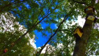 【大分】残席1組！4/1（日）探検！寝転ぶ！楽器を鳴らす！森の歌ピクニック@つみきの森MUGA