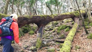 【大分】4/12（木）特別な森に行こう。あなただけのプレゼントソングを作る、癒しの歌トレッキング＠由布市ソババッケ