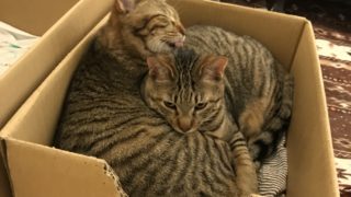 長湯温泉→猫→犬の順番に癒されるコース！竹田市コンセントカフェ事情。森の旅658日目、大分県。