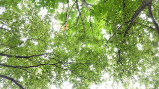 めっちゃ癒される！森林のプロが教える「森で寝転ぶコツ①魅力編」