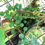 山ぶどう。