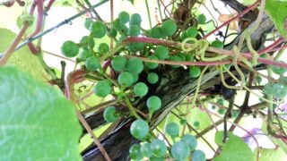 キャンピングカー生活で出会う美味しいもの、岩手編。森の旅803日目