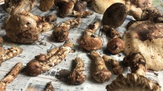 なぜマツタケが採れなくなるのか？マツタケ狩りに行ったら分かった自然との暮らし方。