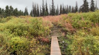 気候危機に、原生林から学ぶ社会システム。