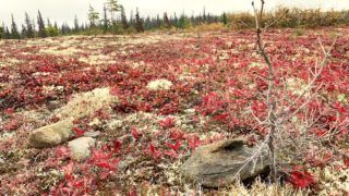 アラスカ旅日記⑧「赤い絨毯を歩く!」