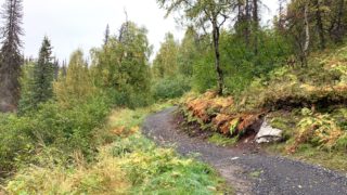 アラスカ旅日記⑦「カリーリッジトレイルの生き物達」