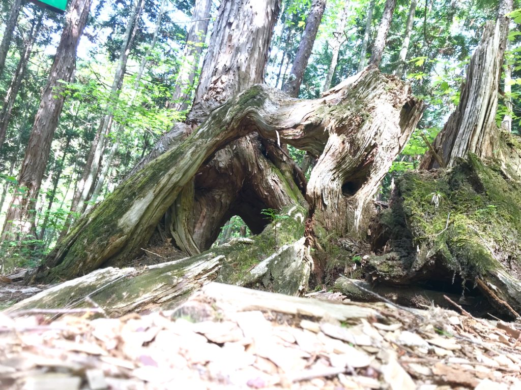 赤沢自然休養林2