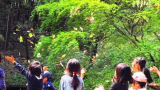 【宮城】7/29(土)草木と仲良くなるコンサート＠気仙沼市モリノネ