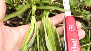 9/5土、追加2名募集！オンライン食べられる野草講座をお試しで受けてみませんか？