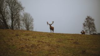 野生動物の為の森作りとは？人里、里山と奥山の棲み分けが必要。