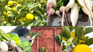 どうぶつのすみかプロジェクトの11月は「黄カボス」と「かわいいダイコン」