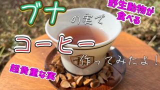 ブナの実でコーヒーを作ってみた！12月はブナコーヒーをプレゼント！
