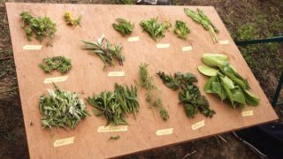 栃木市での野草イベントでの、放射線の影響について。