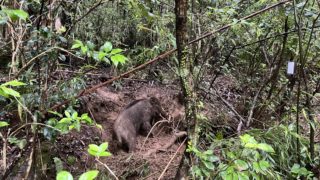 罠にかかったイノシシ、命をいただくということ。
