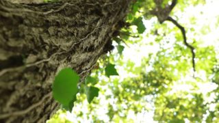 個人様、僕と一緒に森の企画、しませんか？