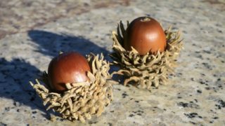 9月の地球にやさしいグッズ会員プレゼントはコチラ！