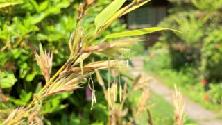 竹は、土壌改良をしている。