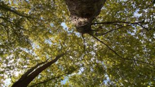 メンタルヘルス、リトリート、環境貢献活動に。学校関係者様、企業担当者様、森に寝転ぶコンサートを開催しませんか?