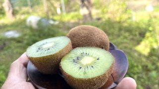 【発売中】皮ごと食べられる「歌 キウイ」冬は地球が差し出してくれるものを食べよう。