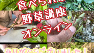 食べられる野草講座オンライン、ご参加ありがとうございました！