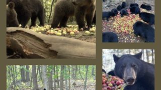 ドングリがクマの個体数調整をしている。