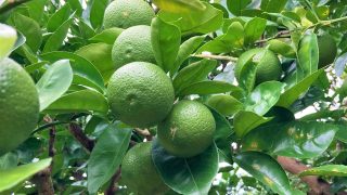 【完売】「歌カボス」自然の中から発送します！