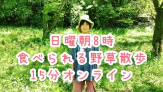 保護中: 日曜朝8時、食べられる野草散歩　アーカイブ一覧