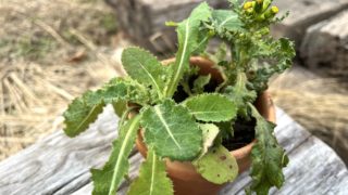 野草の小箱、12月は「ノゲシ」「ノボロギク」