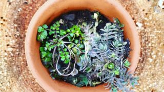 1月の野草の小箱は、ナズナ、タネツケバナ