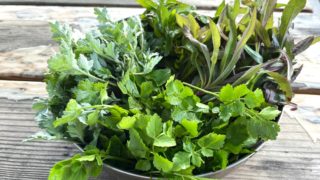 【中止】10/11 (土) 冬に食べられる野草講座と野草鍋＆森に寝転ぶコンサート＠大仙市