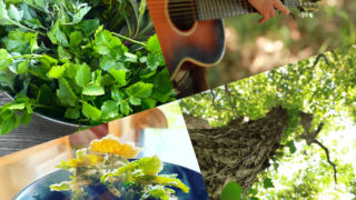 【東京】5/11(日) 食べられる野草講座×森に寝転ぶコンサート（野草お弁当付き）＠稲城市