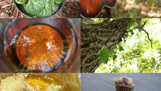 【岩手】10/18 (土) どんぐりでコーヒーを作るワークショップ＆森の中で眠るアコースティックコンサート＠紫波町