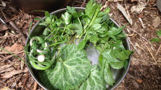 【中止】11/4 (火) 冬に食べられる野草講座×どんぐりでコーヒーを作るワークショップ&森に寝転ぶコンサート@富谷市