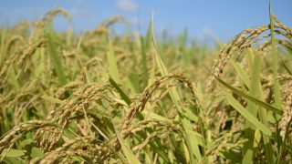 【大分】12/1(日) ワラに寝転ぶコンサート@佐伯市